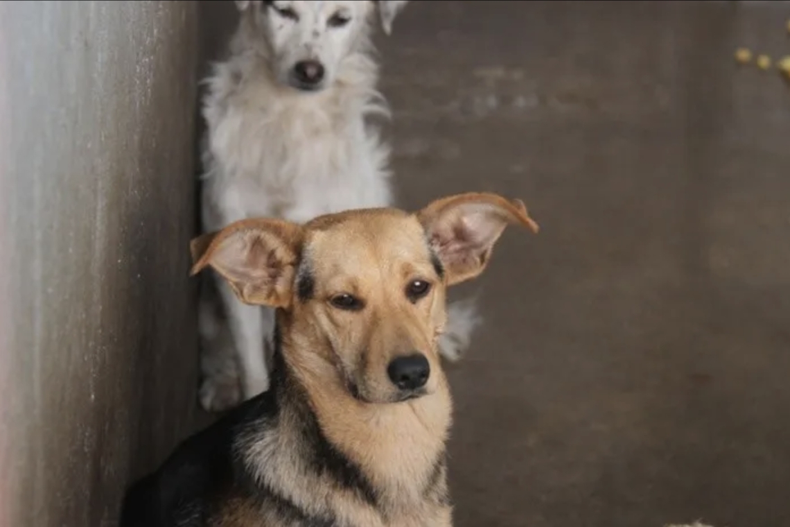 CENTRO DE CONTROL ANIMAL DE TIJUANA INFORMÓ MÁS DE 500 ADOPCIONES EN 2023