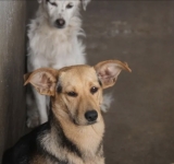 CENTRO DE CONTROL ANIMAL DE TIJUANA INFORMÓ MÁS DE 500 ADOPCIONES EN 2023