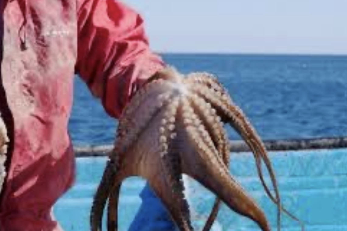 SEPESCA BC: TEMPORADA DE PESCA EN BAHÍA DE LOS ANGELES 