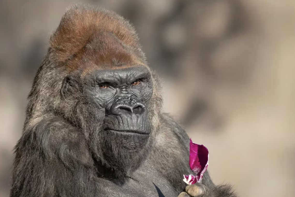 SACRIFICARON A WINSTON, EL POPULAR GORILA DEL ZOOLÓGICO DE SAN DIEGO 