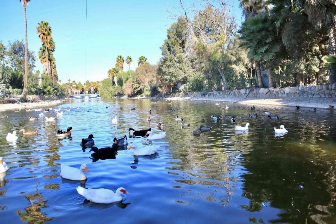 Reactiva XXV Ayuntamiento de Tijuana accesos limitados en Parque Morelos
