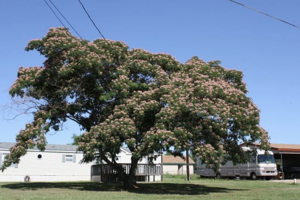 El imponente y hermoso árbol que no rompe el suelo: es perfecto para tenerlo en el jardín de casa