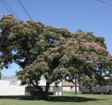 El imponente y hermoso árbol que no rompe el suelo: es perfecto para tenerlo en el jardín de casa