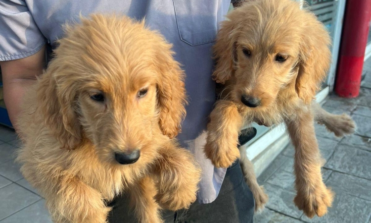 Clausura el XXV Ayuntamiento de Tijuana establecimiento por venta ilegal de animales