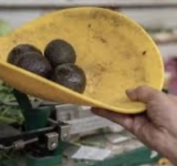 Varían los aranceles de tomate y aguacate 