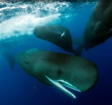 Esta ballena tuvo muchos ayudantes durante su parto. Mira el video