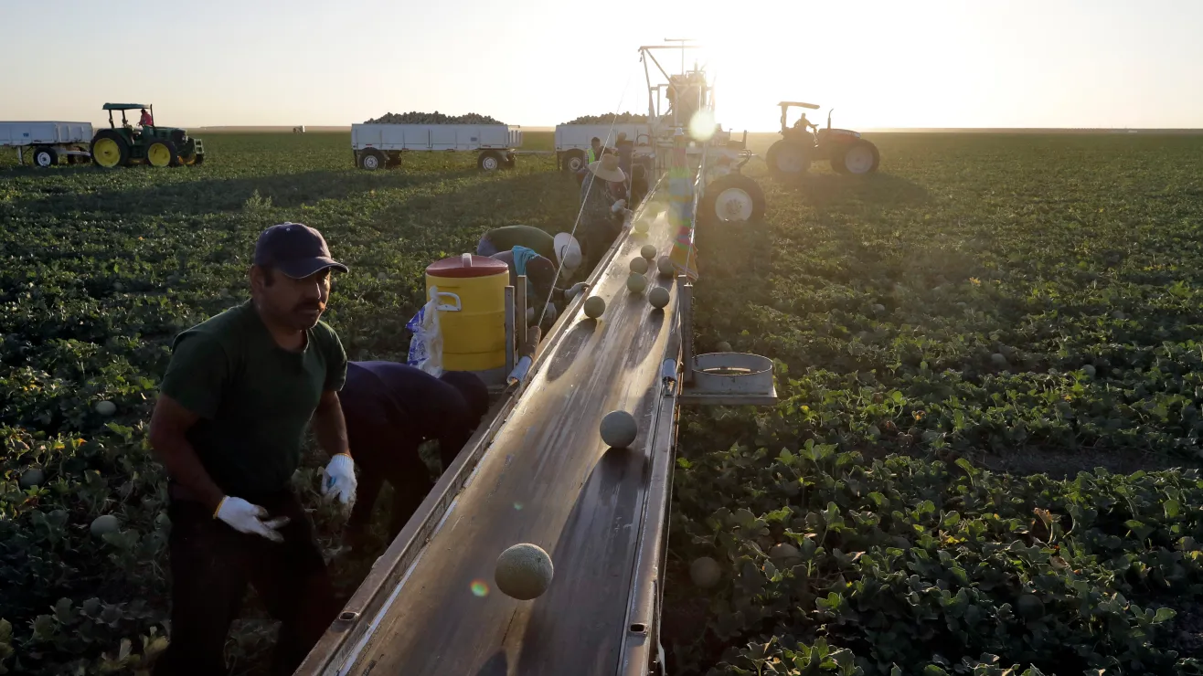 Trabajador agricola en California