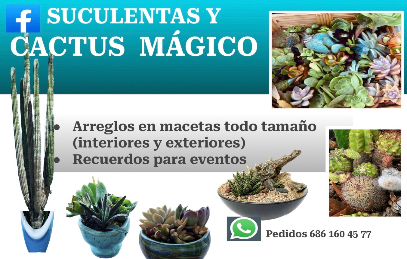 Suculentas y Cactus