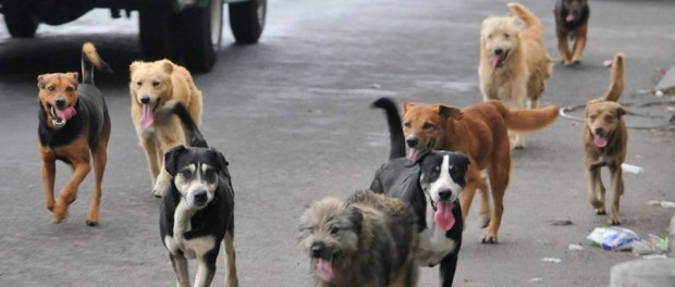 perros callejeros 